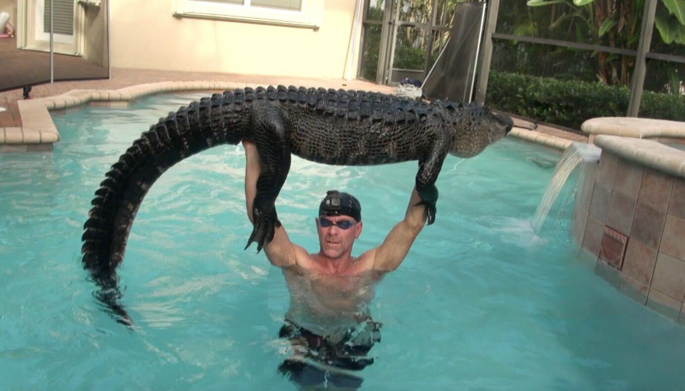 Gator in Pool